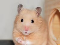 what are hamsters scared of?