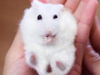 what kind of hamster lives the longest?