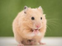 sick hamster symptoms