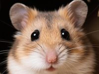 do hamsters eat their kids?