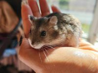 can hamsters get periods?