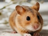 whats the biggest hamster?