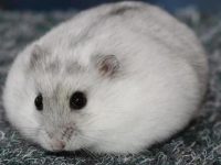 albino hamster lifespan