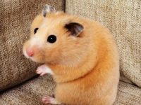 how do i keep my hamster healthy?