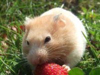 how to get a hamster to stop biting?