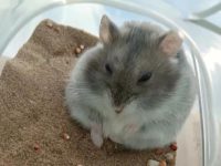 best hamster for beginners