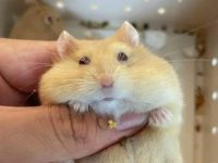 will my hamster die if it gets wet?