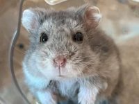 do hamsters play with each other?