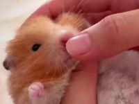 can you die from a hamster bite?