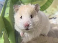 can hamsters eat each other?