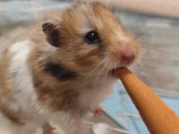 best breed of hamster