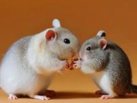 hamster having a seizure