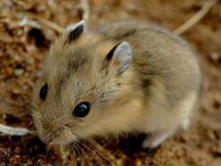 which hamsters live the longest?
