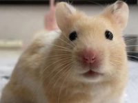 how long do domestic hamsters live?