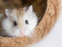 what is the best hamster?