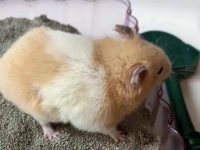 what temperature can hamsters live in?