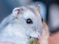 can hamsters have ice cream?