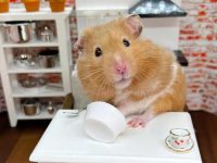 how smart is a hamster?