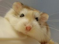 characteristics of hamsters