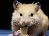 how do hamsters age?