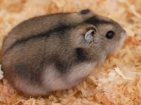 longest living hamster breeds