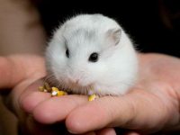 do hamsters like light?