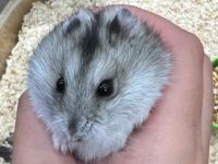 how hamsters see the world?