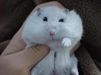 is hay good for hamster bedding?