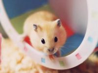 are hamsters loud at night?
