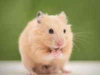 friendliest breed of hamster