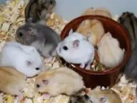 how to care for a dwarf hamster?