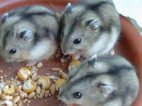 how big are dwarf hamsters?