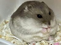 how long are hamsters supposed to live?