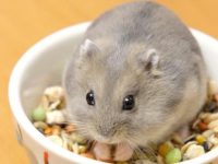 how to hold hamster?