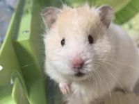 do hamsters eat their children?