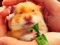 can hamsters die from loud noises?