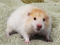 why is my hamster eating his bedding?