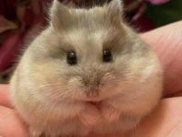 can hamsters recognize their owners?