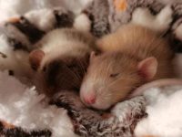 do hamsters sleep all day?