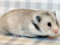 what color do hamsters see?