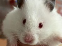 is a hamster bite dangerous?