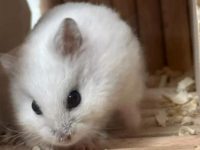 largest hamster species