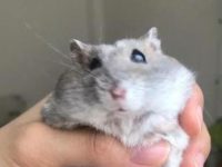 how can i tell how old my hamster is?