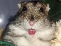 what does hamster vision look like?