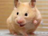 do hamsters smell when they die?