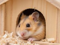 hamster facts you need to know