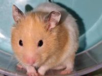 best temperature for hamsters