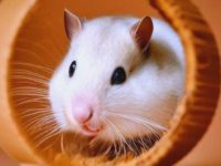 life span of a dwarf hamster