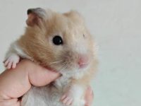 can hamster live in water?