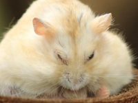 do hamsters sleep during the day?